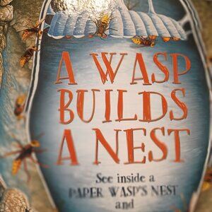 A Wasp builds a nest children's Hardcover book